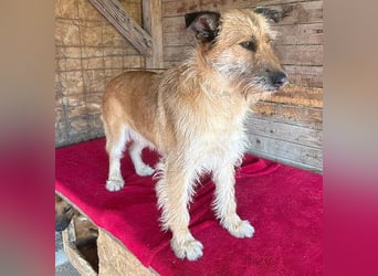 (R) ❤️ superliebe Familienhündin - 2,5 Jahre, 50cm/20kg - Schnauzer-Mix