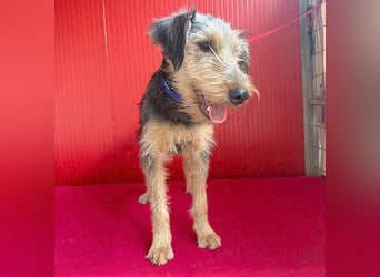 liebenswerter Lausbub BODI - 7 Monate, 42cm/12kg - Schnauzer/Foxi