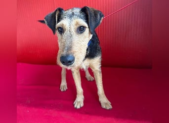 superlieber Lausbub BERRY - 7 Monate, 42cm/12kg - Schnauzer-Foxi-Mix