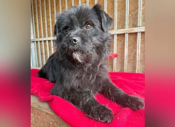 pfiffiger Schnauzi-Bub LUI - 5 Jahre, 43cm