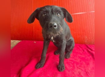 ❤️❤️❤️ süße Schnauzerine KIRA - 1 Jahr, 42cm/14kg