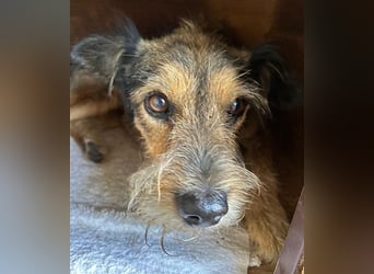 BERCI sucht ein großes Herz - 12,5 Jahre, 42cm/12kg - Schnauzer-Foxi-Mix