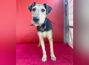 superlieber Lausbub BERRY - 7 Monate, 42cm/12kg - Schnauzer-Foxi-Mix