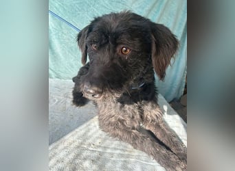(R) ❤️ superliebe Familienhündin PEGGY - 8 Jahre, 45cm/14kg - Schnauzer-Mix