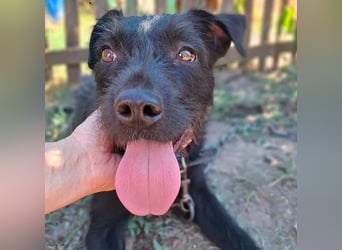 fröhliche KIRA - 2 Jahre, 40cm - Schnauzer-Mix