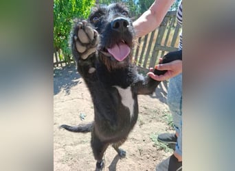fröhliche KIRA - 2 Jahre, 40cm - Schnauzer-Mix