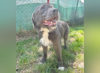 ❤️❤️❤️  liebebedürftige KEA - 6 Jahre, 46cm/17kg - Schnauzer-Mix