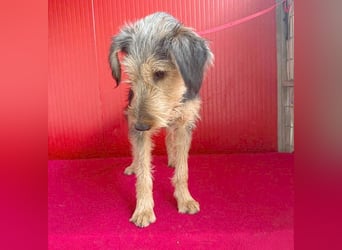 liebenswerter Lausbub BODI - 7 Monate, 42cm/12kg - Schnauzer/Foxi