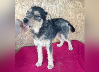 ❤️❤️❤️ lieber Schmusebär TWIX - 2,5 Jahre, 45cm/12kg - Schnauzer-Mischling