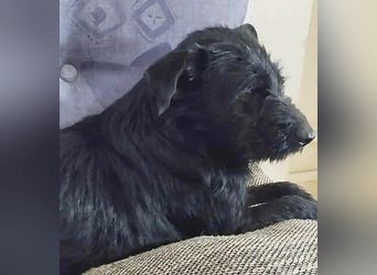 superlieber Schmusebär MIKO - 1,5 Jahre, 42cm/14kg