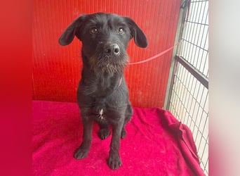 ❤️❤️❤️ süße Schnauzerine KIRA - 1 Jahr, 42cm/14kg