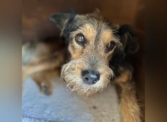 BERCI sucht ein großes Herz - 12,5 Jahre, 42cm/12kg - Schnauzer-Foxi-Mix