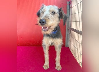 liebenswerter Lausbub BODI - 7 Monate, 42cm/12kg - Schnauzer/Foxi