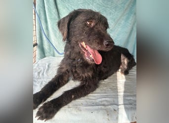 (R) ❤️ superliebe Familienhündin PEGGY - 8 Jahre, 45cm/14kg - Schnauzer-Mix