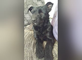 superlieber Schmusebär MIKO - 1,5 Jahre, 42cm/14kg