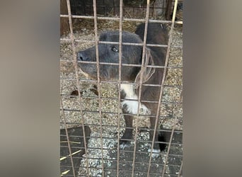 ❤️❤️❤️  liebebedürftige KEA - 6 Jahre, 46cm/17kg - Schnauzer-Mix