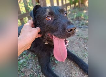 fröhliche KIRA - 2 Jahre, 40cm - Schnauzer-Mix