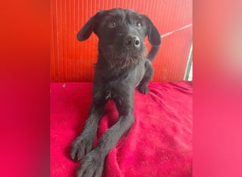 ❤️❤️❤️ süße Schnauzerine KIRA - 1 Jahr, 42cm/14kg