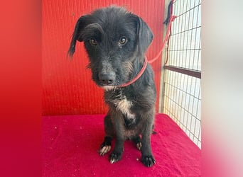 ❤️❤️❤️ zarte Hundeseele DARKA - 1,5 Jahre, 43cm - Schnauzer-Mix