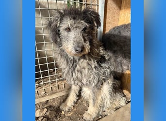 zarte Hundeseele KELLY - 2 Jahre, 50cm - Schnauzer-Mix