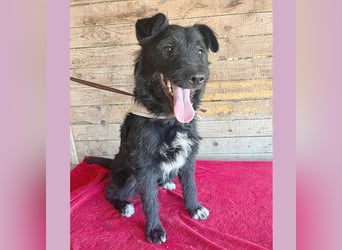 ❤️ superlieber Familienhund JANKO - 2 Jahre, 43cm/15kg - Schnauzer-Mix