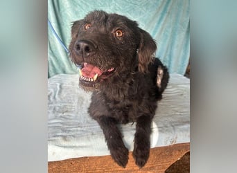 (R) ❤️ superliebe Familienhündin PEGGY - 8 Jahre, 45cm/14kg - Schnauzer-Mix