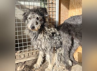 zarte Hundeseele KELLY - 2 Jahre, 50cm - Schnauzer-Mix