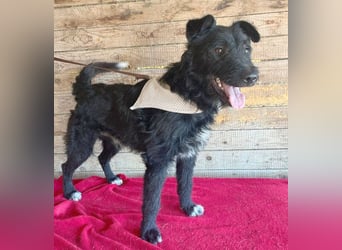 ❤️ superlieber Familienhund JANKO - 2 Jahre, 43cm/15kg - Schnauzer-Mix