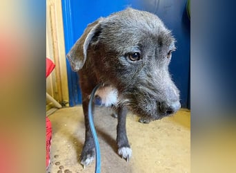 ❤️❤️❤️  liebebedürftige KEA - 6 Jahre, 46cm/17kg - Schnauzer-Mix