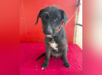 ❤️❤️❤️ zarte Hundeseele DARKA - 1,5 Jahre, 43cm - Schnauzer-Mix