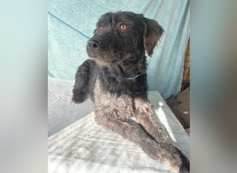 (R) ❤️ superliebe Familienhündin PEGGY - 8 Jahre, 45cm/14kg - Schnauzer-Mix