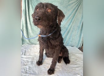 (R) ❤️ superliebe Familienhündin PEGGY - 8 Jahre, 45cm/14kg - Schnauzer-Mix