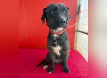 ❤️❤️❤️ zarte Hundeseele DARKA - 1,5 Jahre, 43cm - Schnauzer-Mix