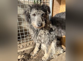 zarte Hundeseele KELLY - 2 Jahre, 50cm - Schnauzer-Mix