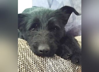 superlieber Schmusebär MIKO - 1,5 Jahre, 42cm/14kg