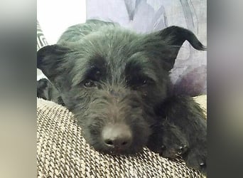 superlieber Schmusebär MIKO - 1,5 Jahre, 42cm/14kg