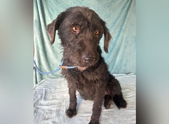 (R) ❤️ superliebe Familienhündin PEGGY - 8 Jahre, 45cm/14kg - Schnauzer-Mix
