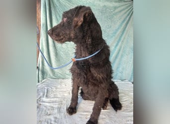 (R) ❤️ superliebe Familienhündin PEGGY - 8 Jahre, 45cm/14kg - Schnauzer-Mix