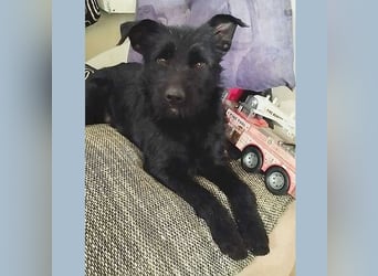 superlieber Schmusebär MIKO - 1,5 Jahre, 42cm/14kg