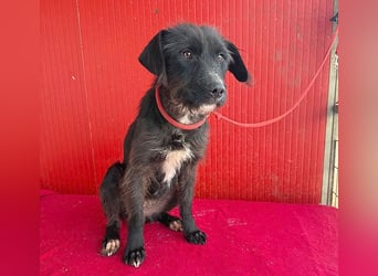 ❤️❤️❤️ zarte Hundeseele DARKA - 1,5 Jahre, 43cm - Schnauzer-Mix