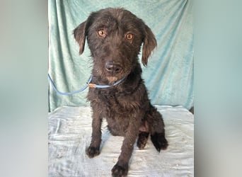 (R) ❤️ superliebe Familienhündin PEGGY - 8 Jahre, 45cm/14kg - Schnauzer-Mix