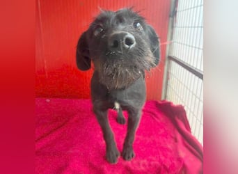 ❤️❤️❤️ süße Schnauzerine KIRA - 1 Jahr, 42cm/14kg