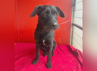 ❤️❤️❤️ süße Schnauzerine KIRA - 1 Jahr, 42cm/14kg