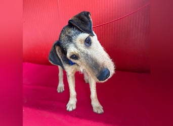 superlieber Lausbub BERRY - 7 Monate, 42cm/12kg - Schnauzer-Foxi-Mix