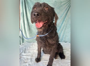 (R) ❤️ superliebe Familienhündin PEGGY - 8 Jahre, 45cm/14kg - Schnauzer-Mix