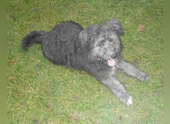 ❤️❤️❤️ kuschelige AMANI - 7 Monate, 45cm/später 48/50cm - Schnauzer-Pumi