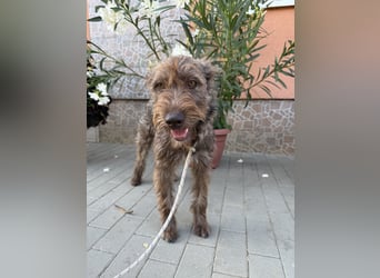 Gina