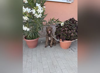 Gina