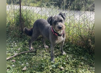 Sophie, eine liebenswerte ältere Hundedame