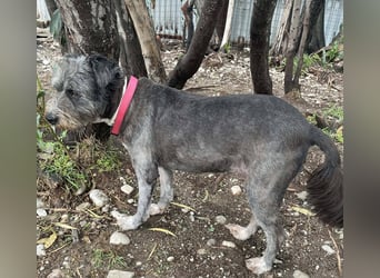 Sophie, eine liebenswerte ältere Hundedame